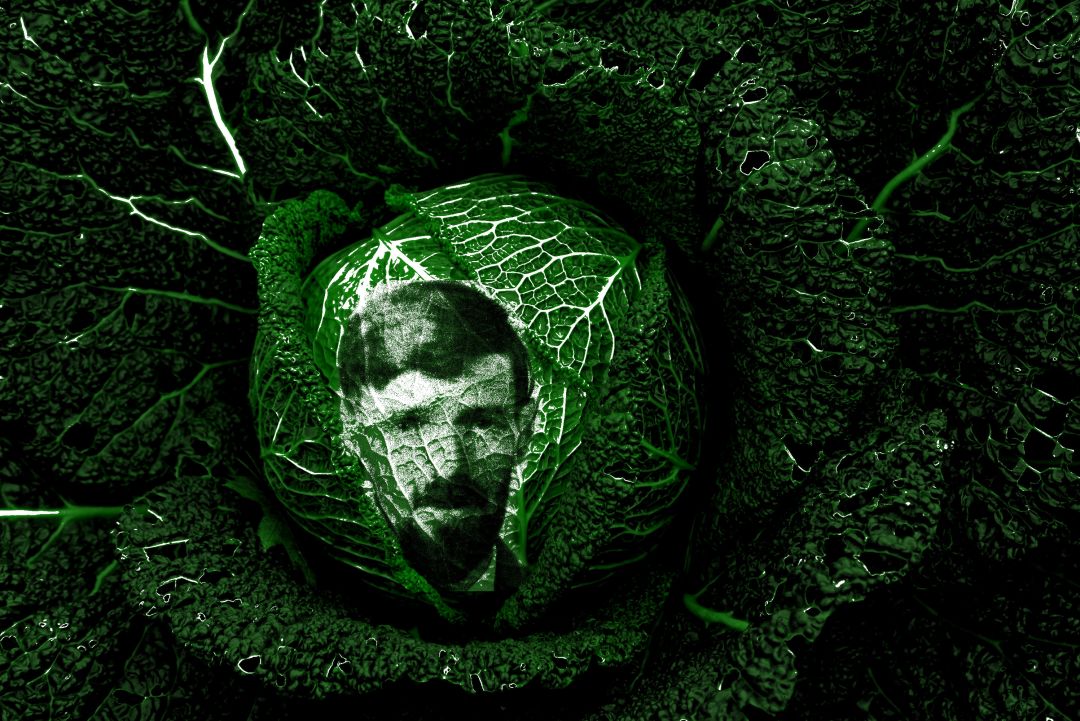 Lawrence the cabbage
